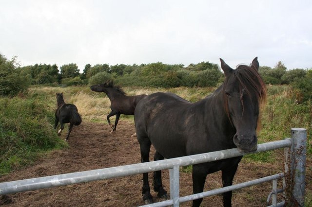 File:Goodbye friends - geograph.org.uk - 976912.jpg