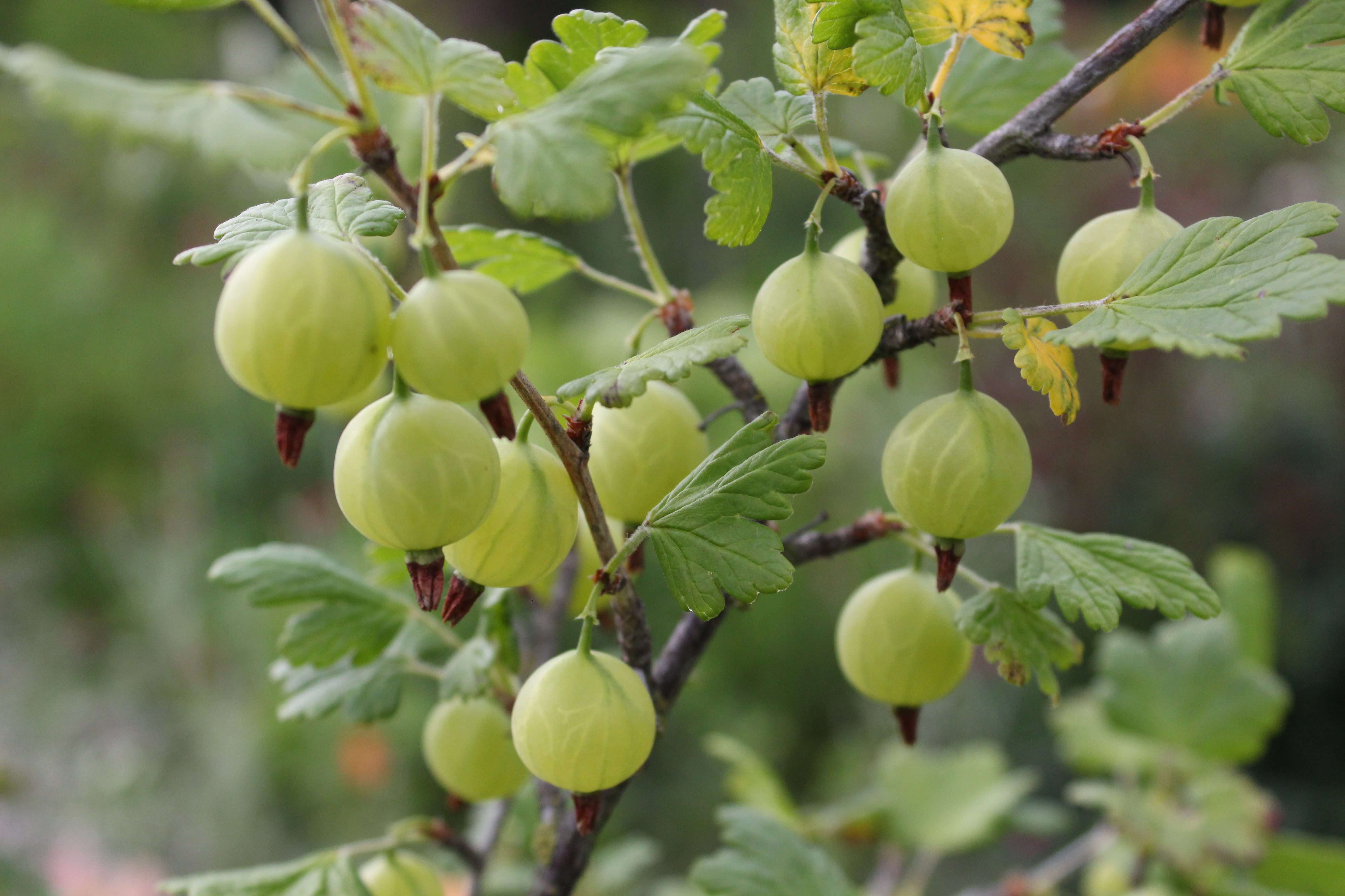 Крыжовник на англ Gooseberries