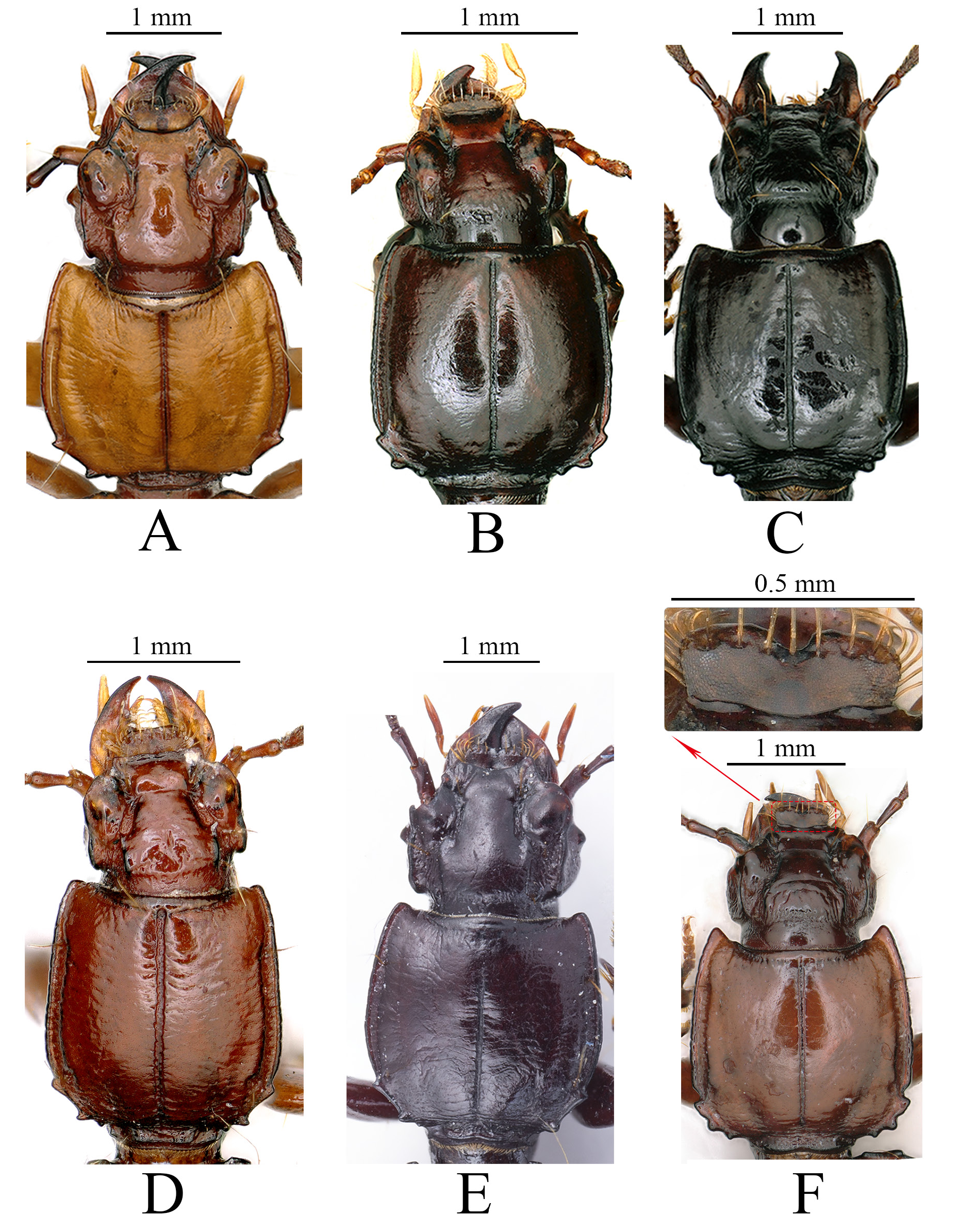 Huang et al. Жук навозник ареал. Gymnopleurus geoffroyi. Виды навозников названия Жуков. Поделка Жук навозник.