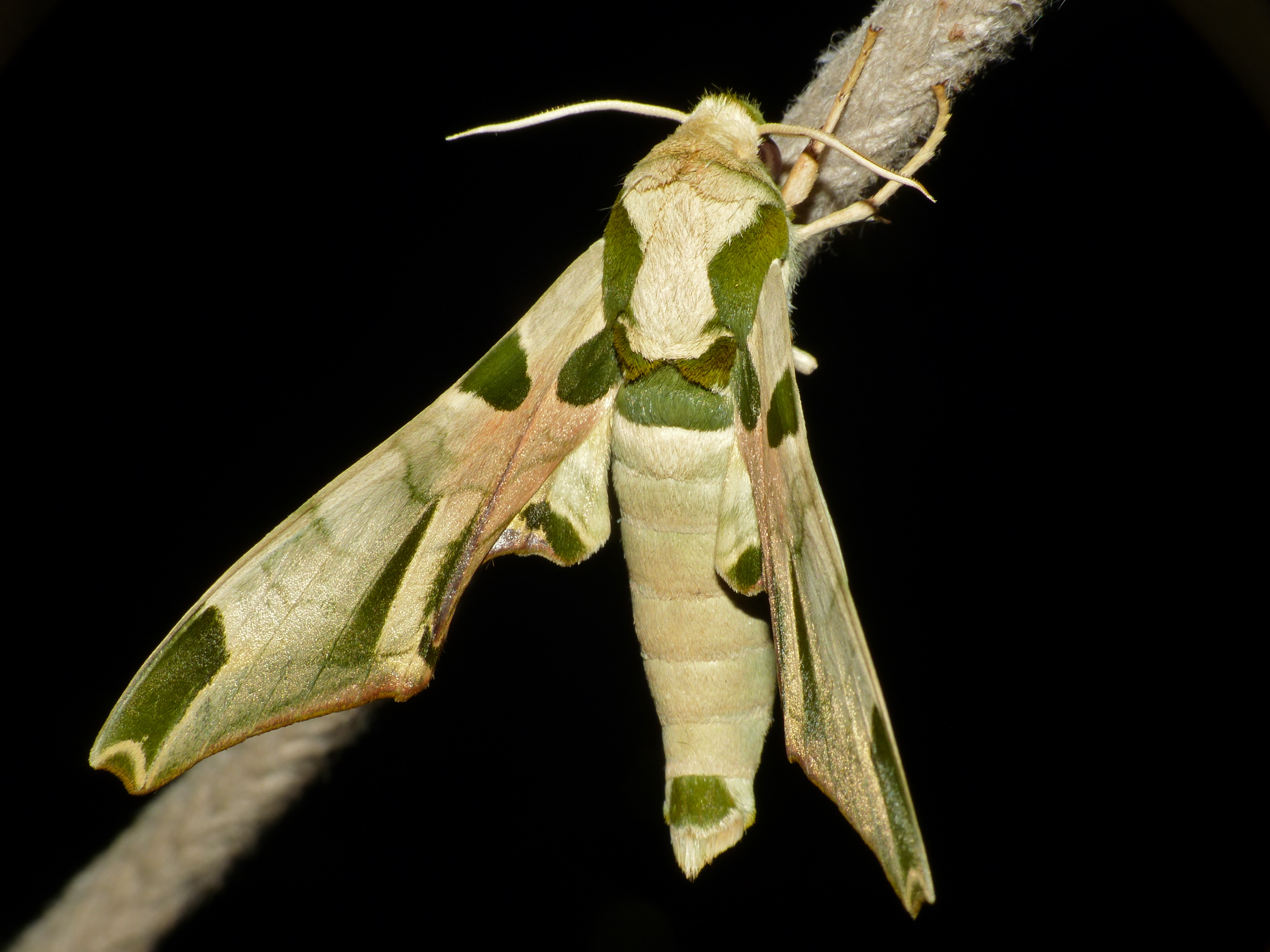 Harlequin Hawkmoth (Batocnema africana) (13626318483).jpg