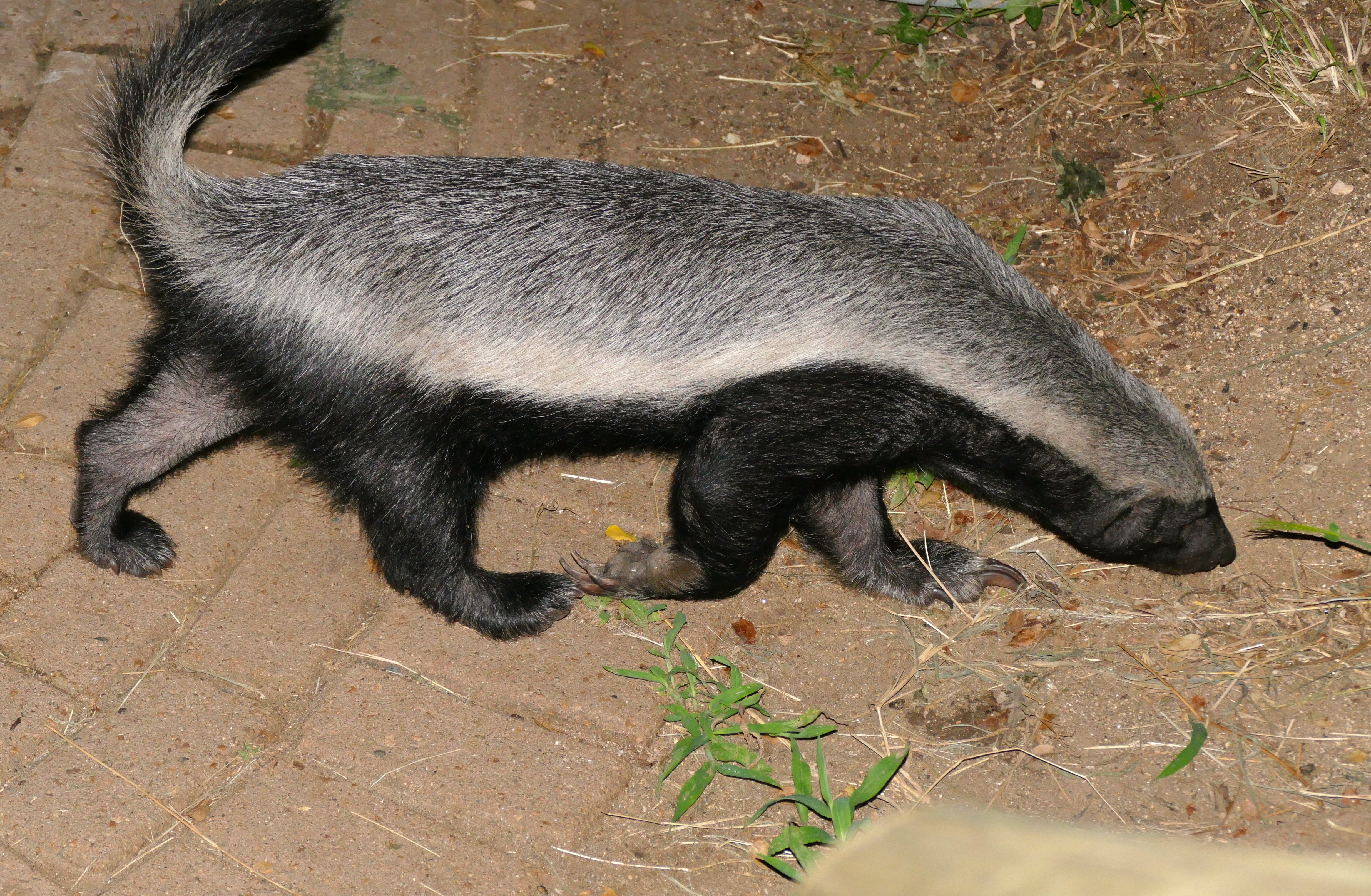 Honey Badger (Mellivora capensis) (17181070118).jpg