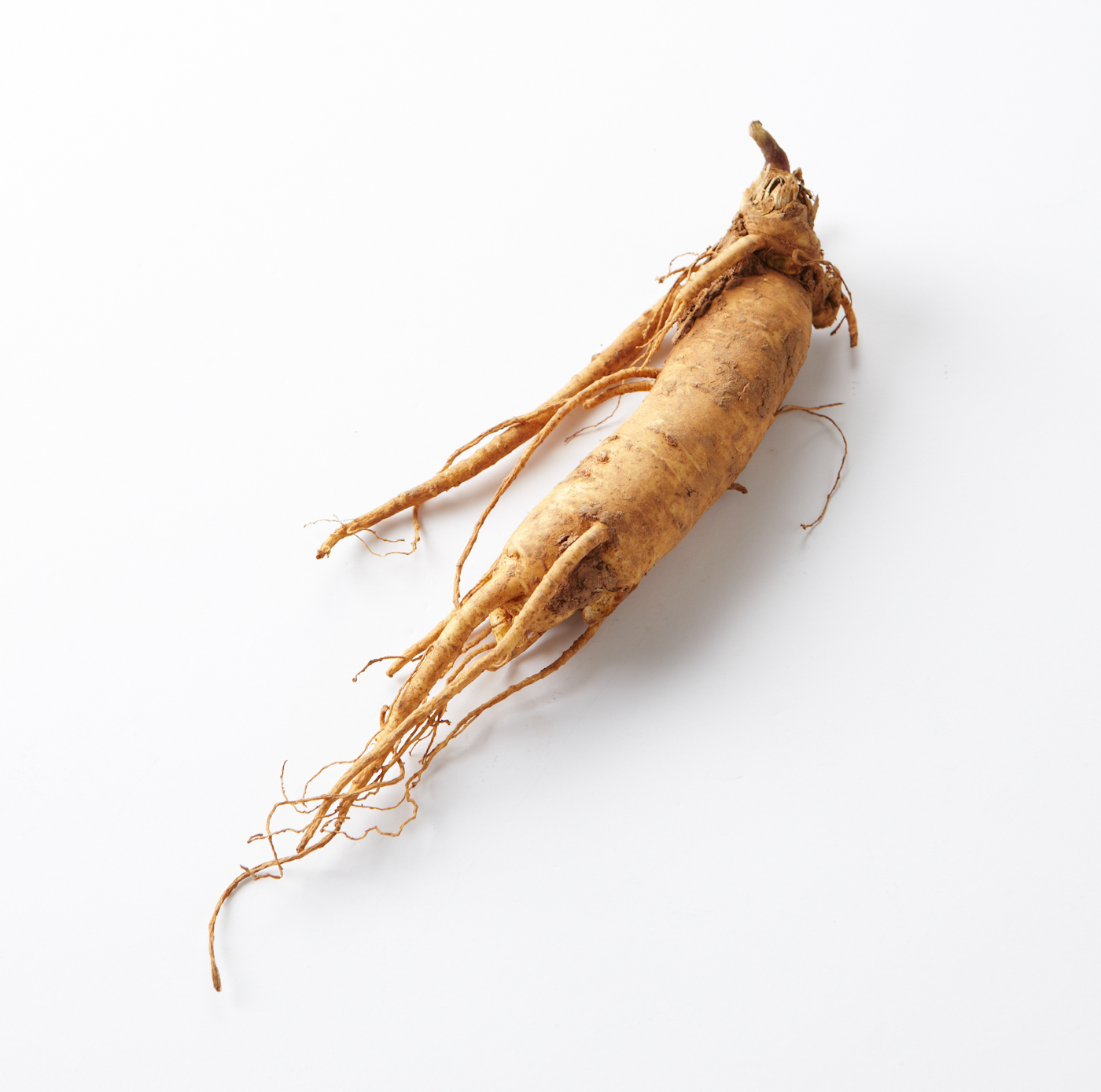 A root of cultivated Korean ginseng (P. ginseng)