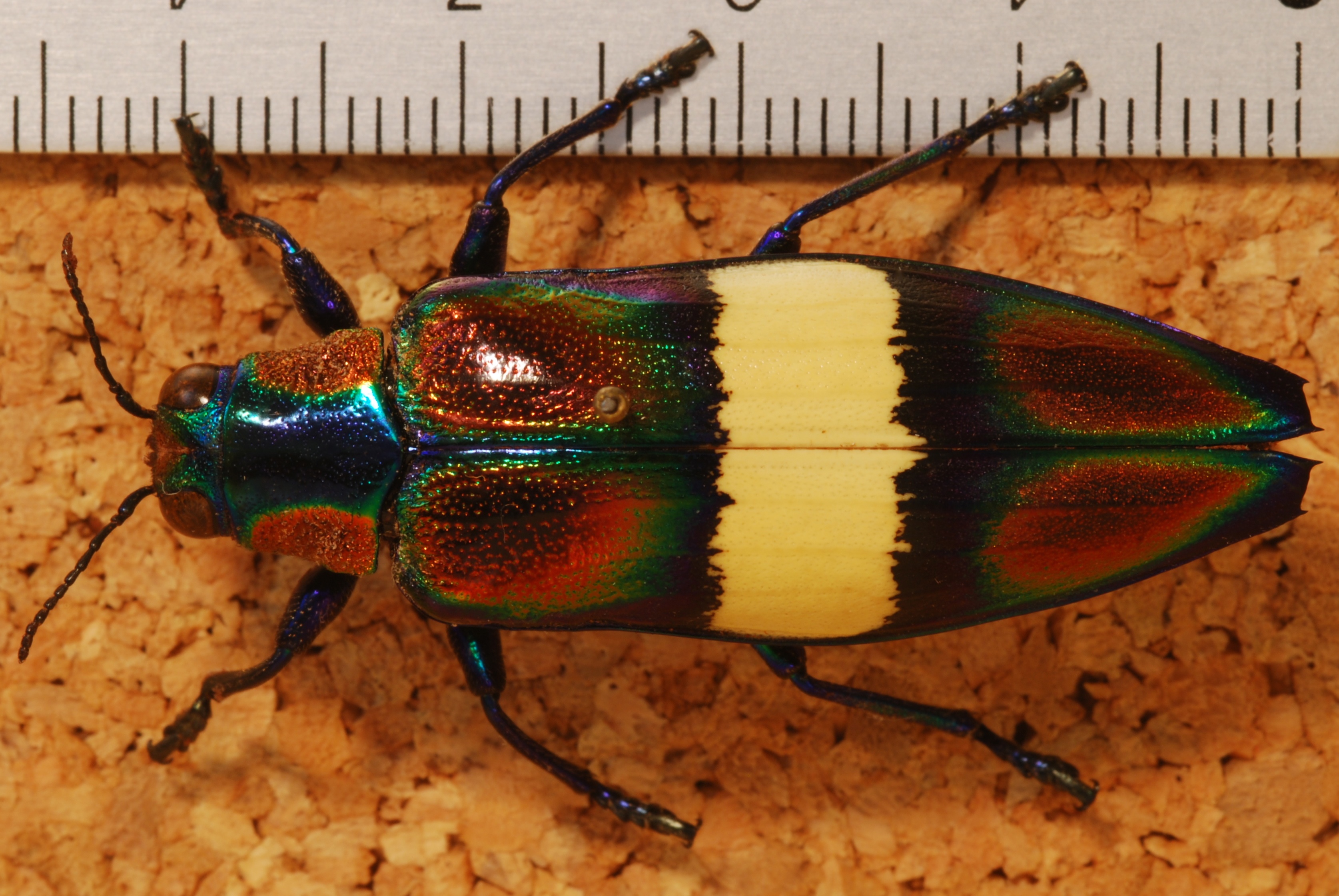 Jewel Beetle (Chrysochroa toulgoeti) (8261008101).jpg