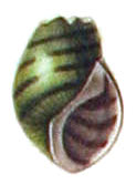 Drawing of the shell of Leptoxis coosaensis from 1845 book by Jean-Charles Chenu. Leptoxis taeniata shell 2.jpg