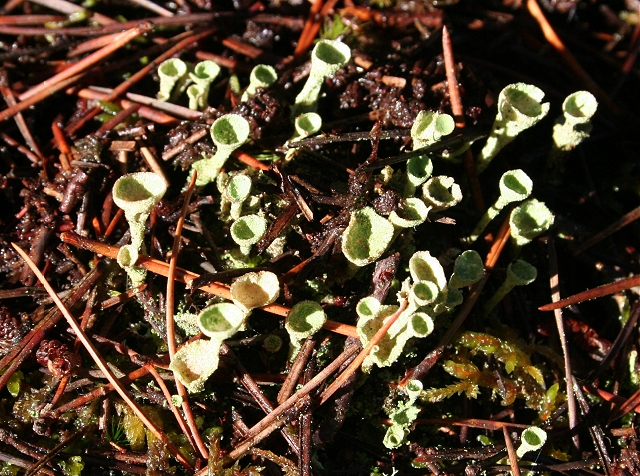 File:Lichen - geograph.org.uk - 348035.jpg