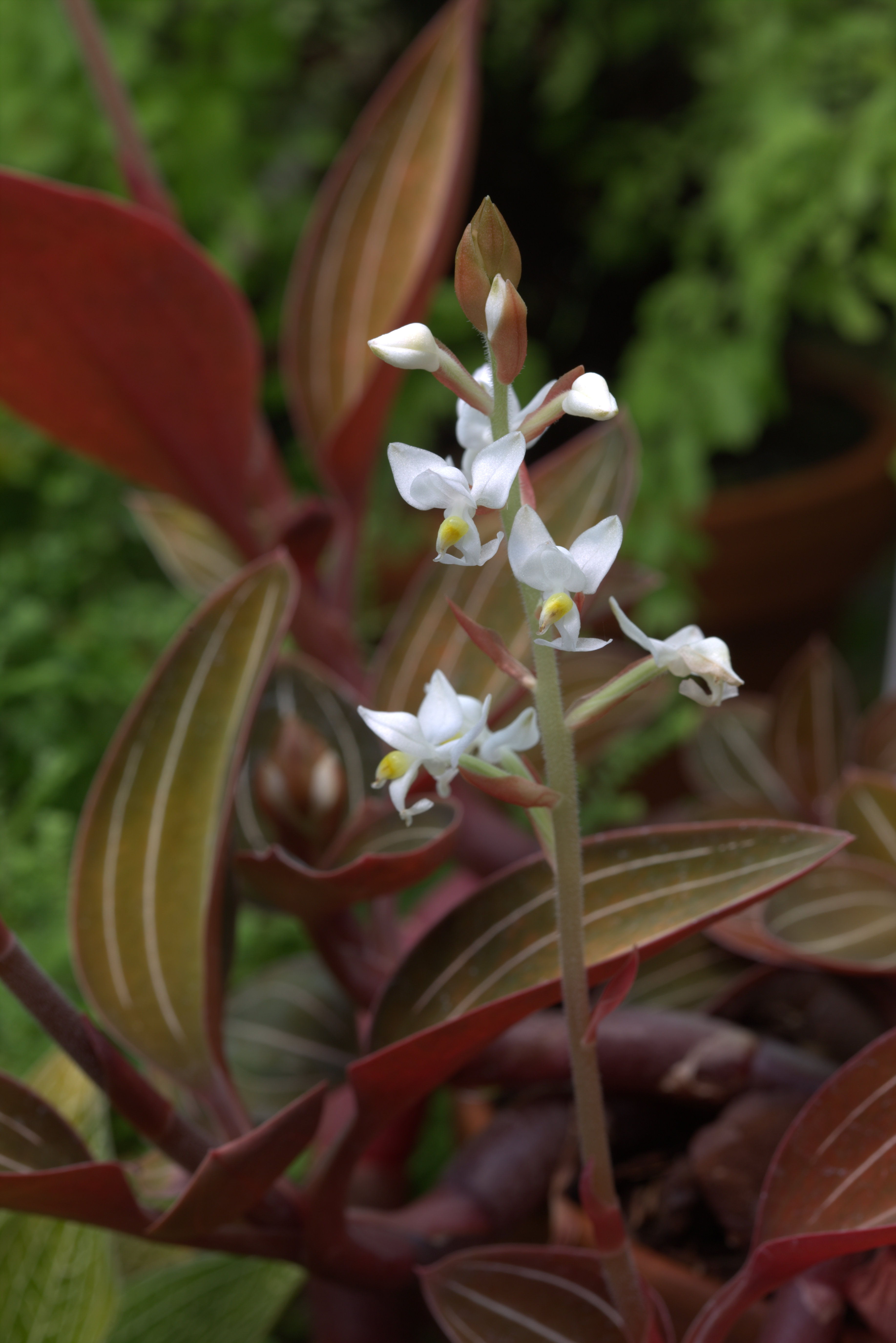 Орхидея лудизия фото. Орхидея Лудизия Альба. Орхидея Лудизия ДИСКОЛОР. Орхидея Лудизия зеленая. Лудизия ред вельвет.