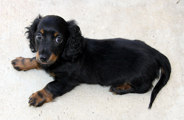 File:Mini-longhair-dachshund-puppy-24511277778995262f.jpg - Wikimedia  Commons