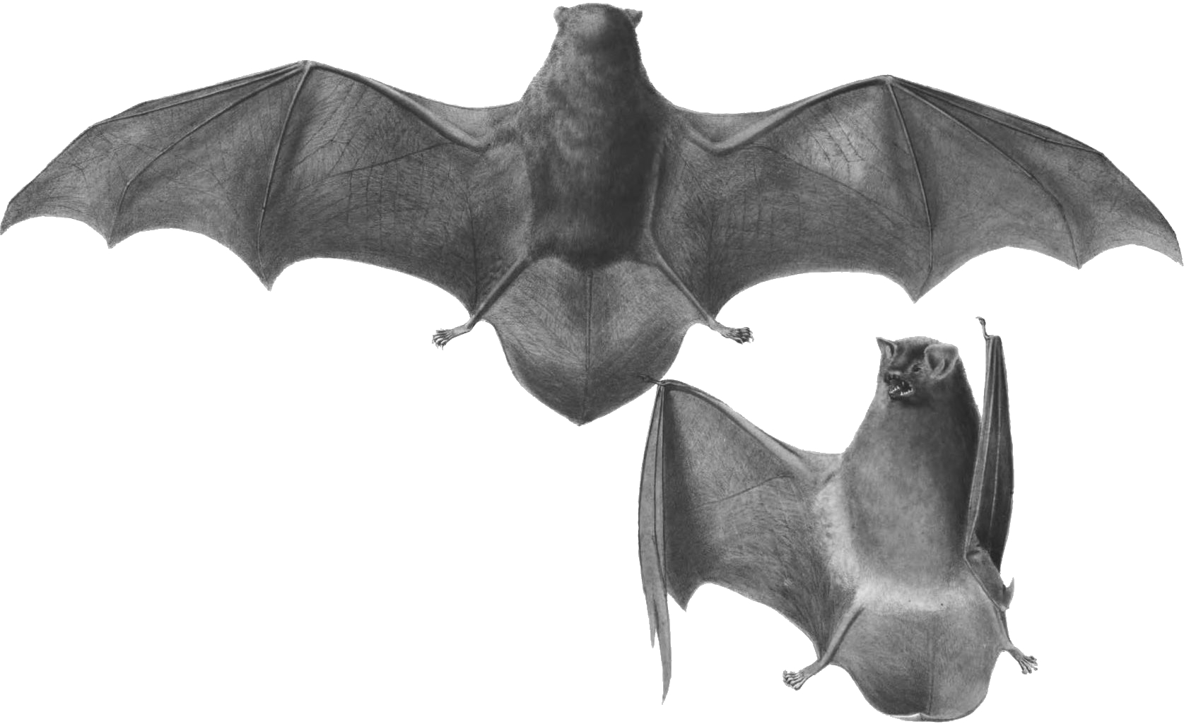 folded bat wings