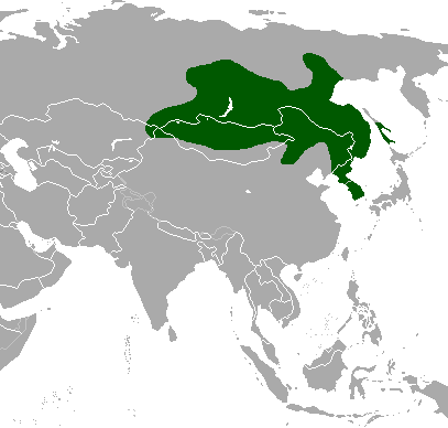 Moschus moschiferus map.png