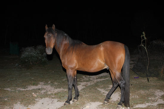 File:My horse Raja (6482578729).jpg