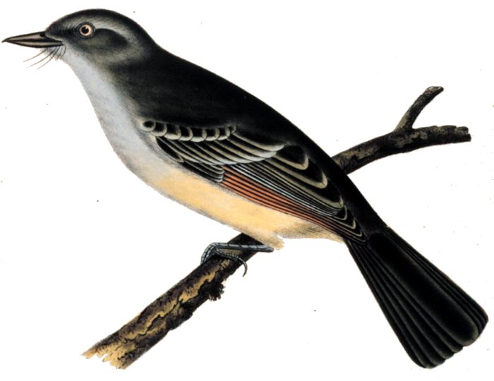 File:Myiarchus mexicanus.jpg