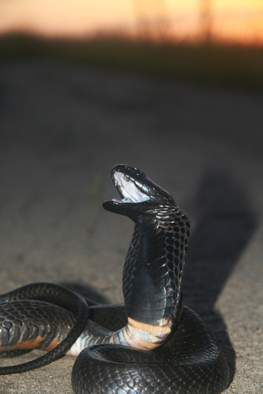 white and black cobra snake