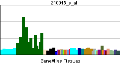 Microtubule-associated protein 2