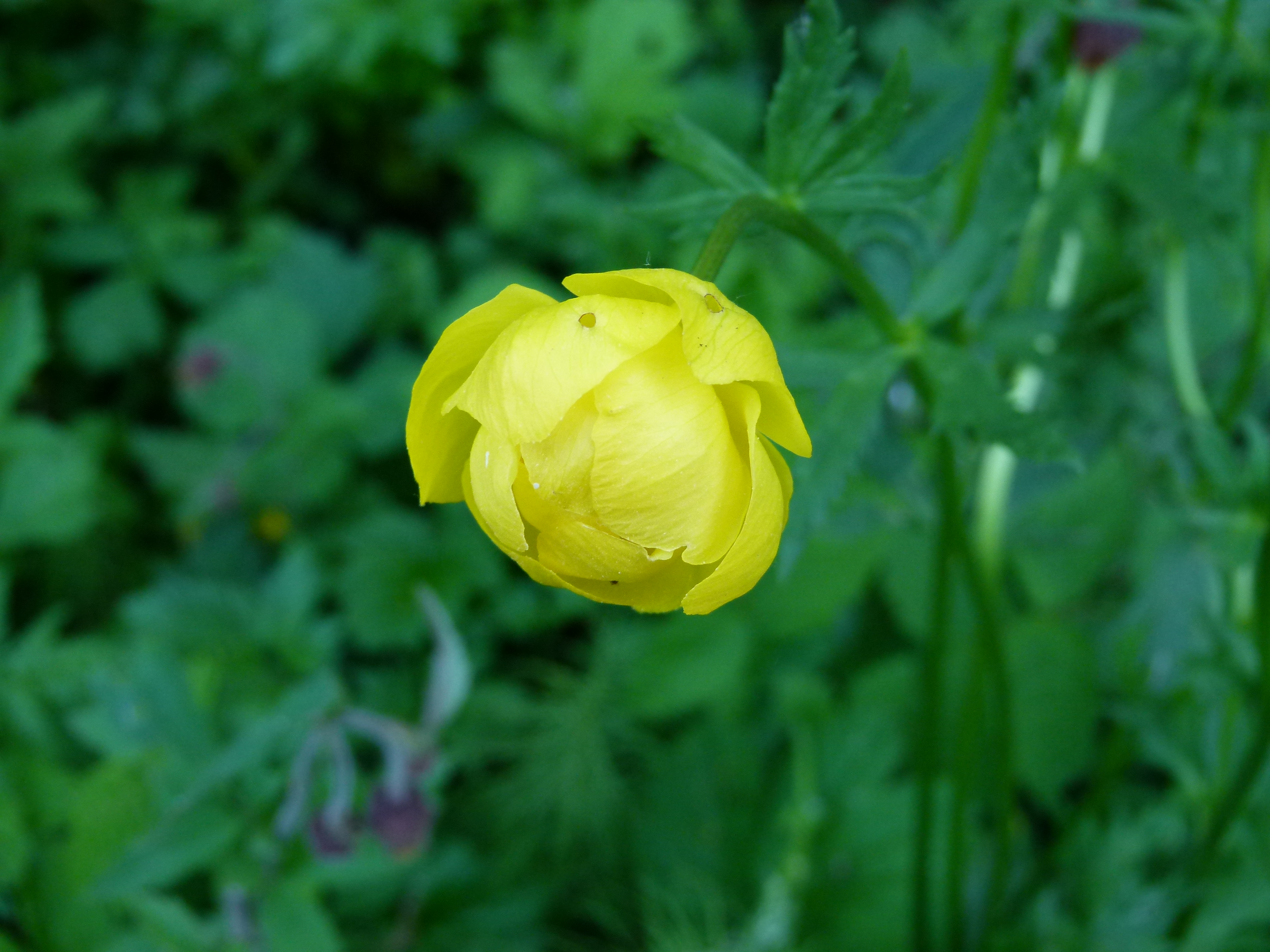 Trollius europaeus l