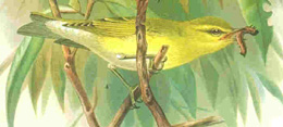 Žalioji pečialinda (Phylloscopus sibilatrix)