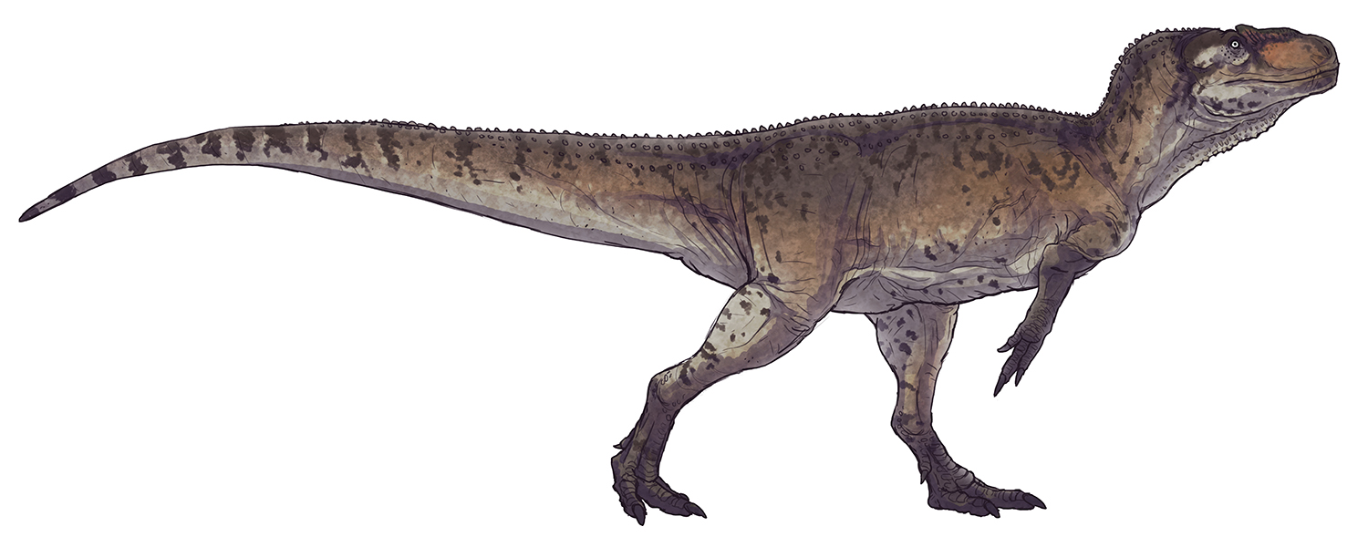 Piatnitzkysaurus floresi by Paleocolour.jpg