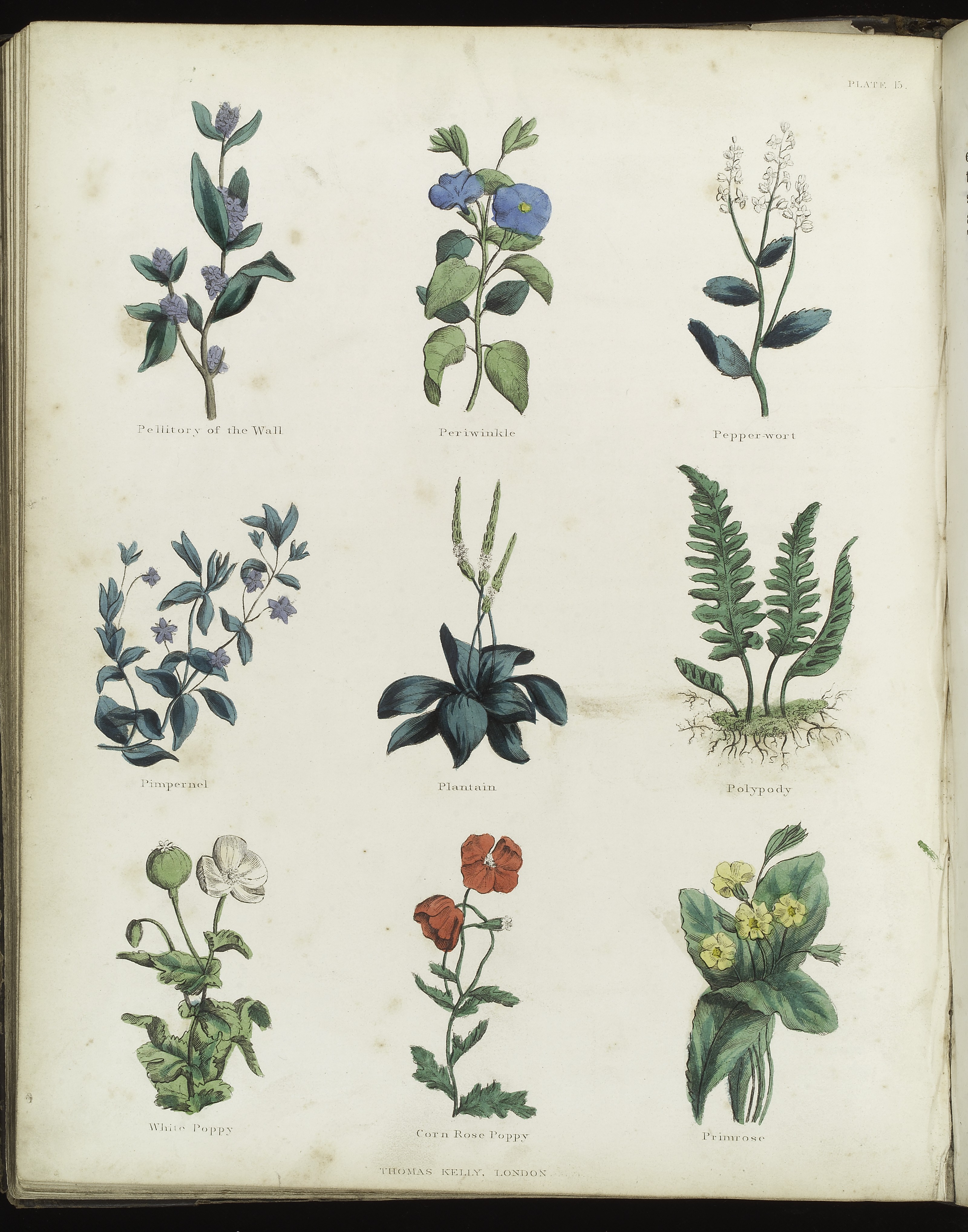 Plants and herbs from Culpeper's 'The Complete Herbal...' Wellcome L0034813.jpg