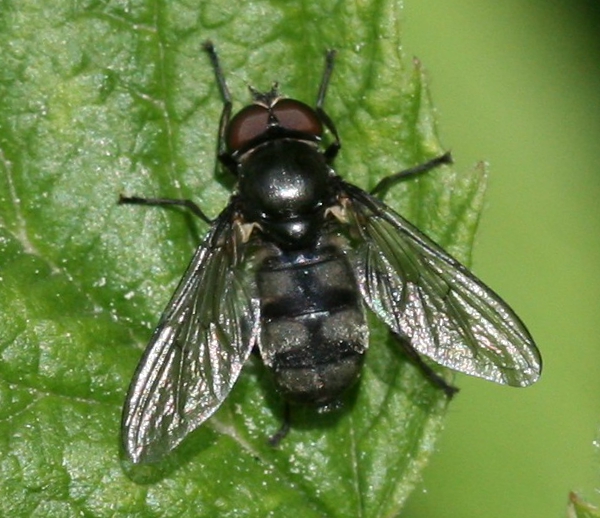 File:Portevinia maculata (Ramsons Hoverfly) - male - Flickr - S. Rae.jpg