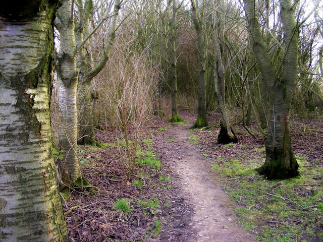 File:Public footpath through wood - geograph.org.uk - 669870.jpg