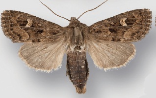 <i>Resapamea diluvius</i> species of insect