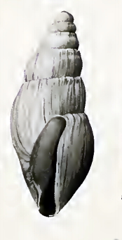 <i>Scrinium furtivum</i> Species of gastropod