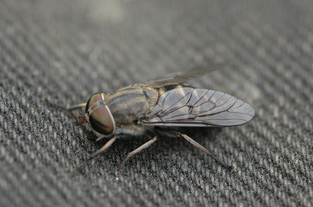 File:Tabanus.bovinus.female.jpg