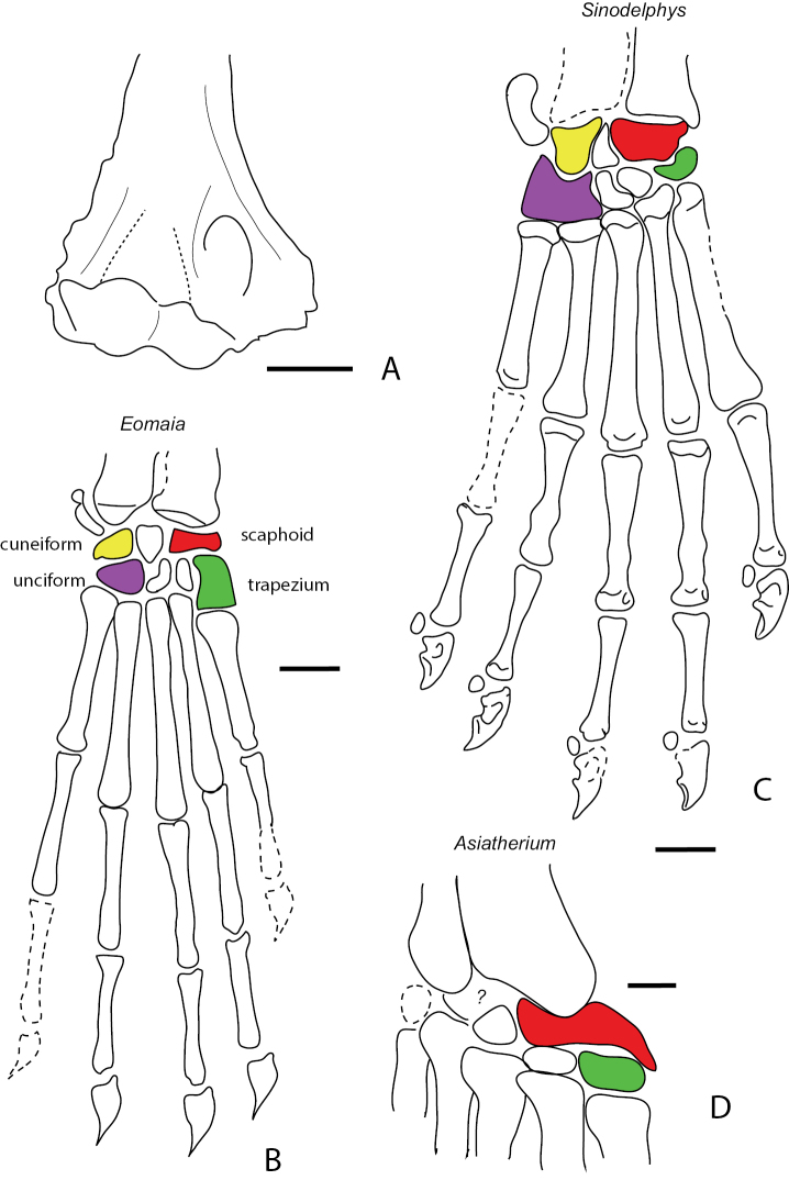 The origin and early evolution of metatherian mammals: the Cretaceous record