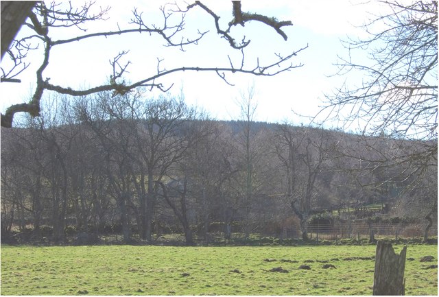 File:Wooded hill above Tillenteach - geograph.org.uk - 353315.jpg