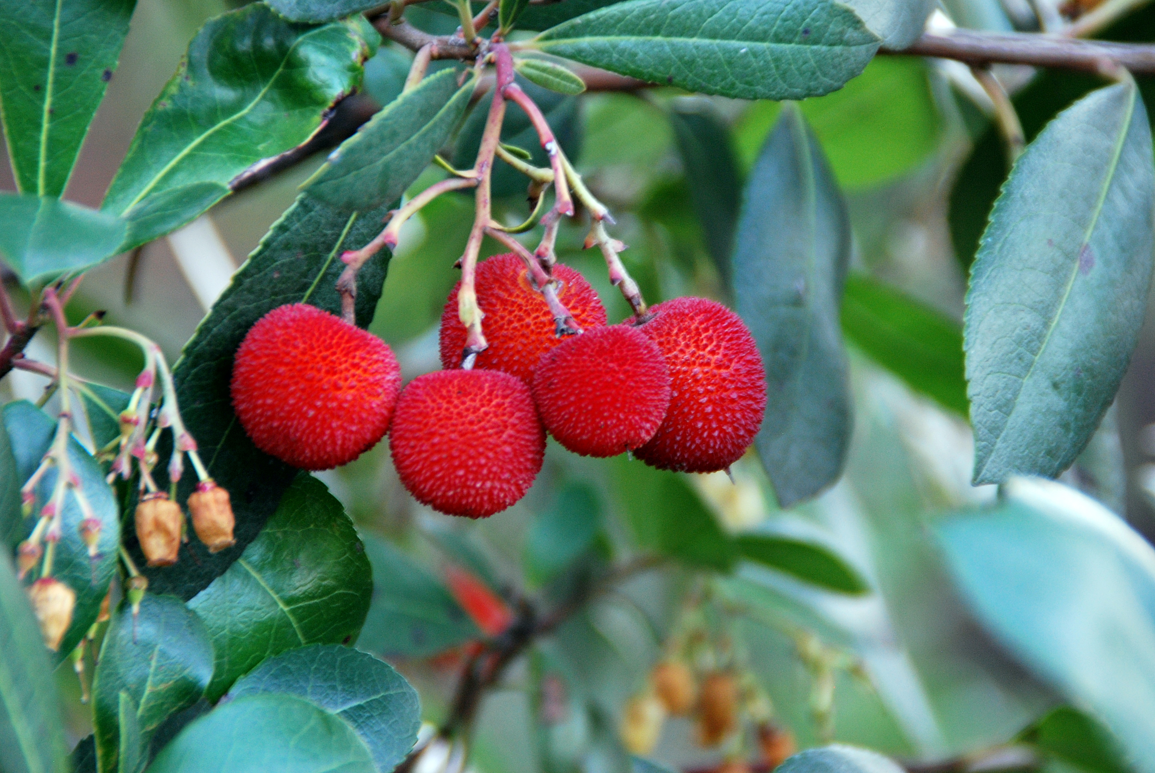 Восковница (Myrica)