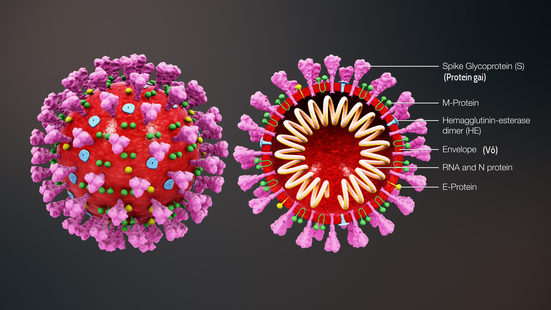 File:3D medical animation coronavirus structure vie.png - Wikimedia Commons