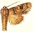 Acronicta rubricoma.JPG