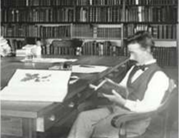 Rehder in the Arnold Arboretum  library in 1898, shortly after his arrival in the U.S.