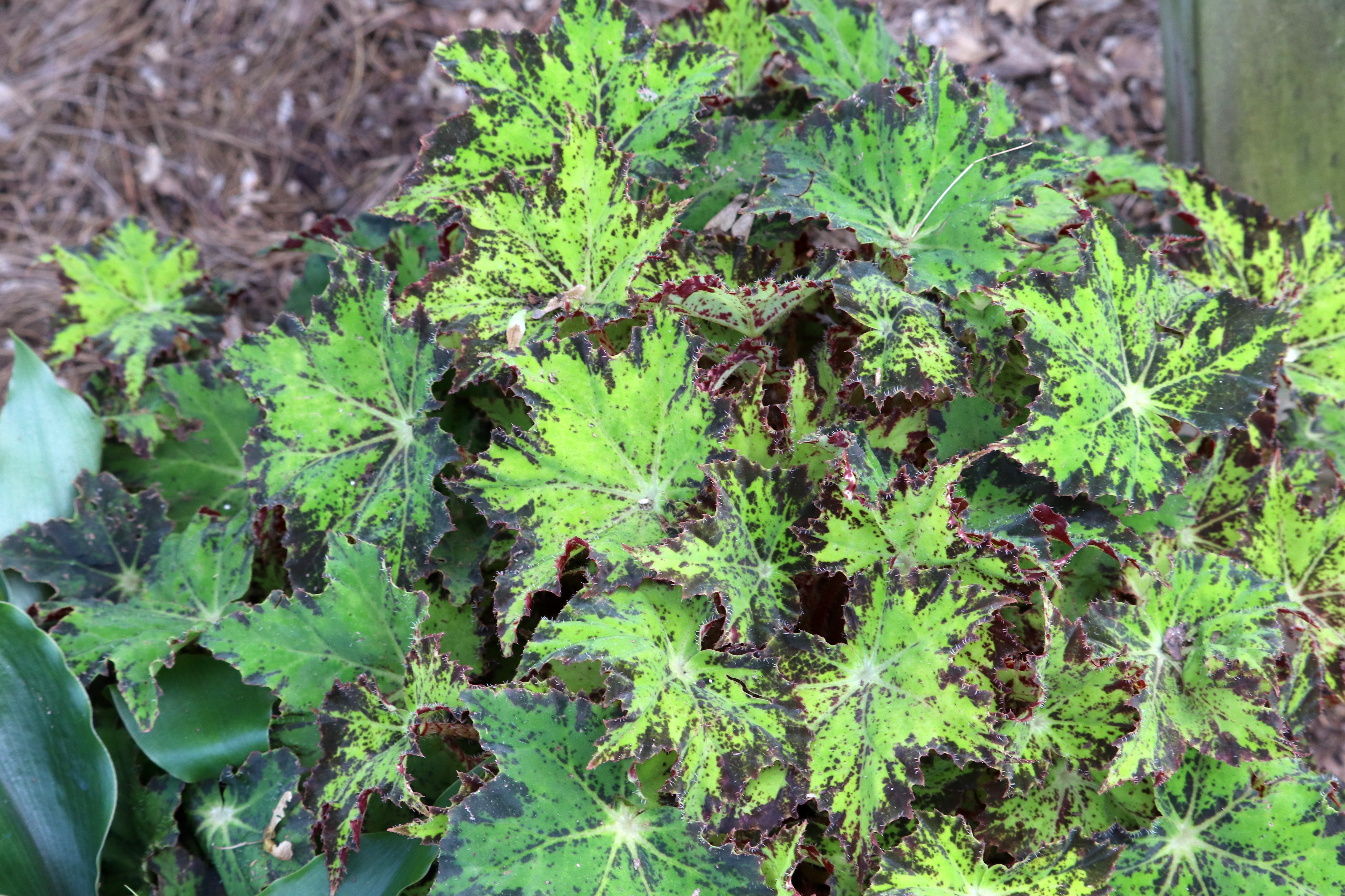 150 graines de MOUTARDE ROUGE Brassica Juncea H832 RED FRILLS MUSTARD SEEDS  Mejor intercambio de precios Dale más opciones mercancía de calidad