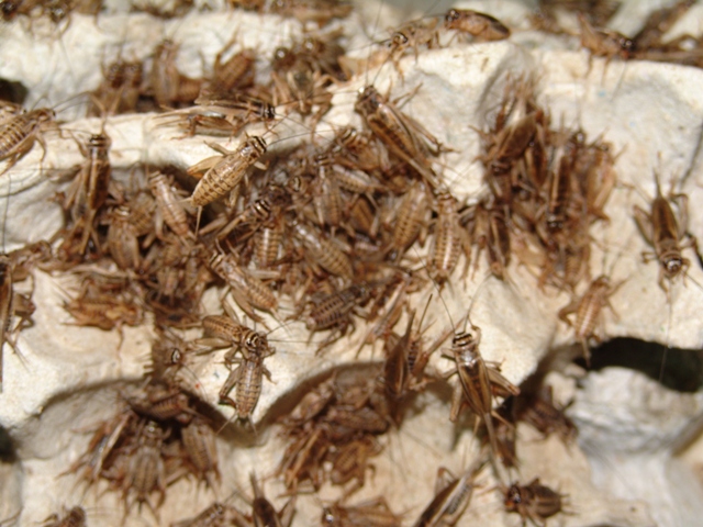 File:Bolikhamxay Thabok Crickets.JPG