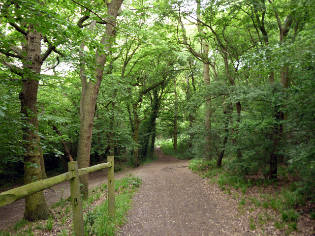 File:Bridleway towards Thundersley Glen - geograph.org.uk - 5407811.jpg