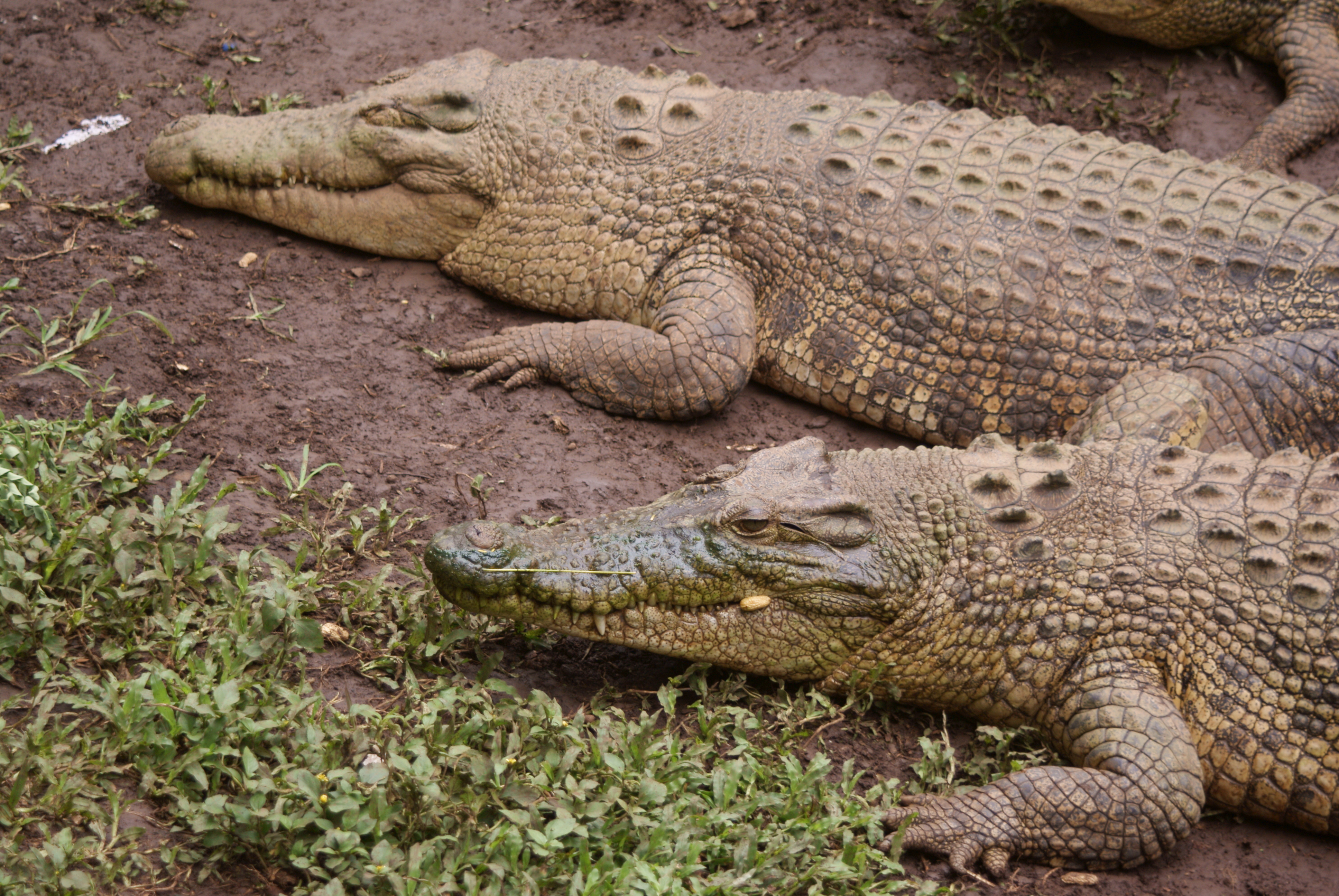 File Buaya Muara Bandung Zoo 6 JPG Wikimedia Mons