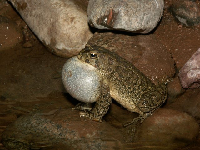 File:Bufo mauritanicus03a.jpg