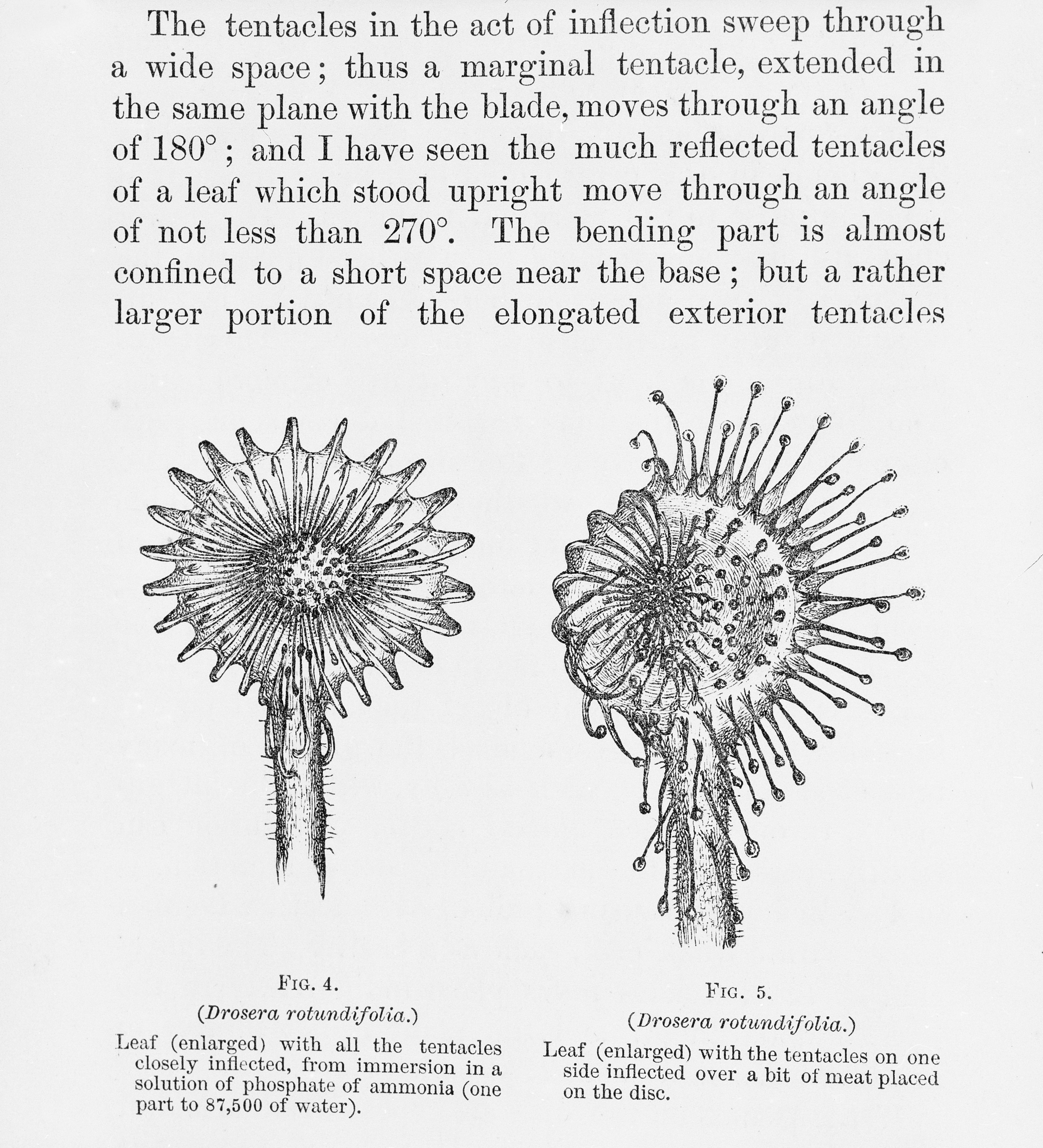 Down House - Darwin's book, “Insectivorous Plants” was... | Facebook