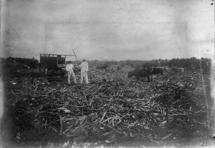 File:COLLECTIE TROPENMUSEUM Oogst suikerriet TMnr 60008529.jpg