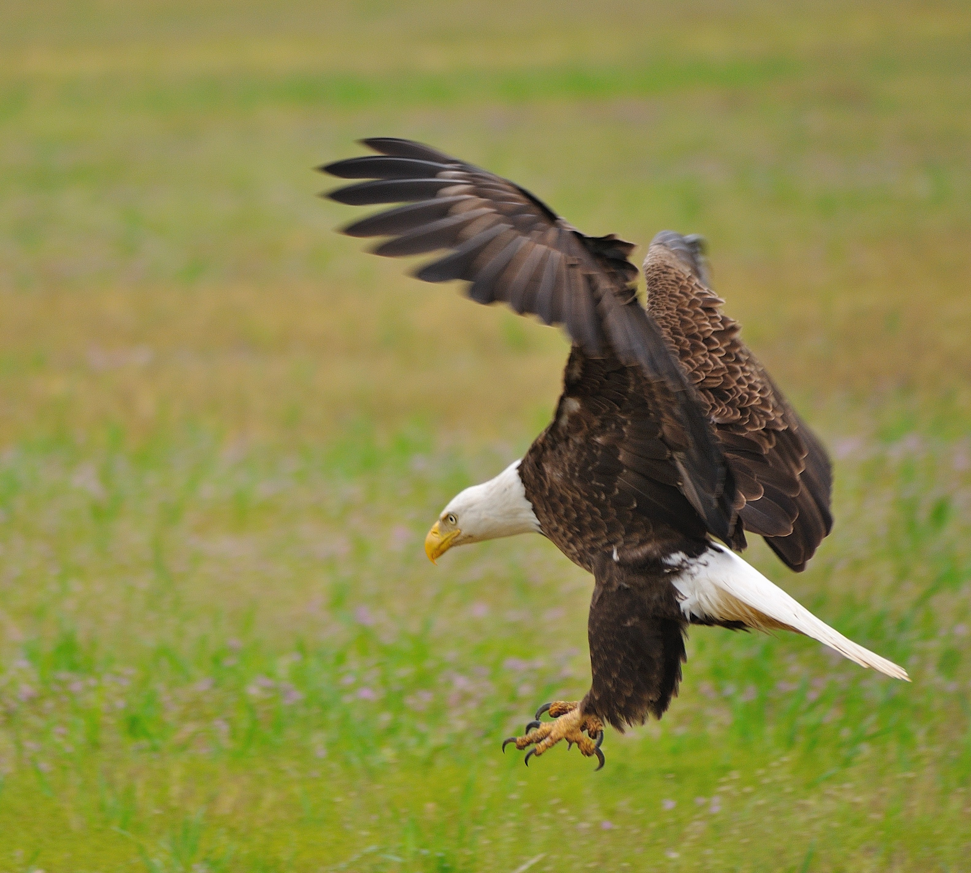 Лилия bald eagle фото