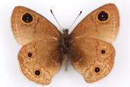 <i>Calisto grannus</i> Species of butterfly