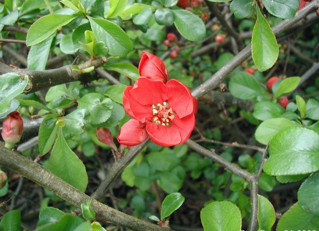 File:Chaenomeles-japonica-blomst.JPG