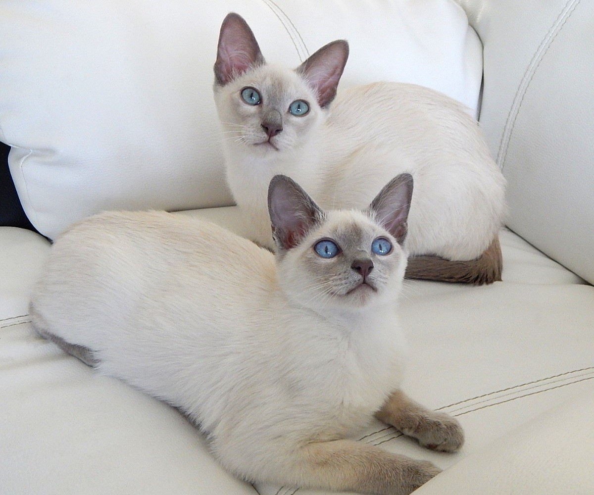 Do adult Siamese cats have shorter hair than Siamese kittens?