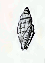<i>Citharomangelia quadrilineata</i> Species of gastropod