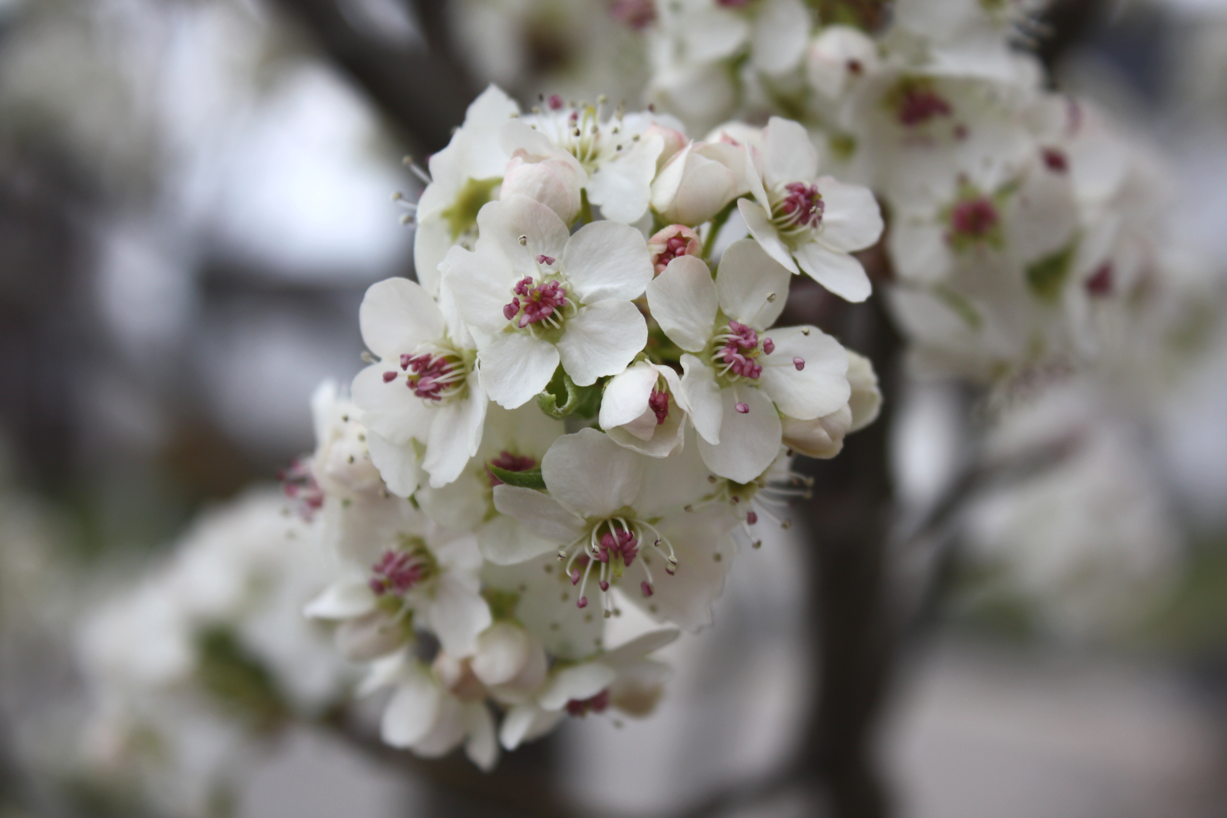 Любовь расцветающая цветами груши 45. Pyrus calleryana. Цветы груши. Цветущее дерево груши. Груша в цвету.