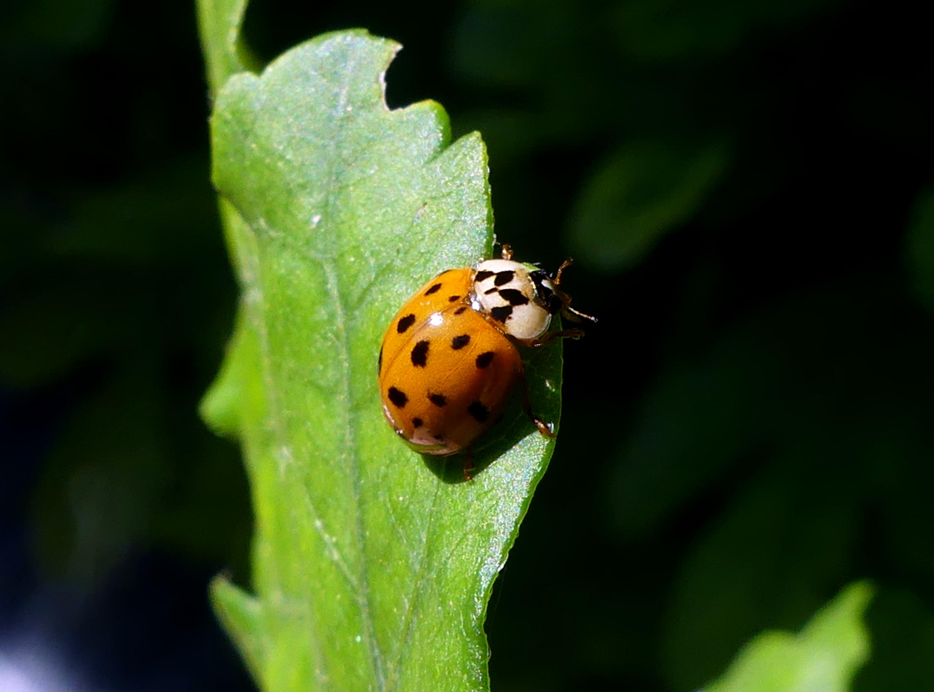 File Coccinelle asiatique orange pr s de Chamb ry 2020 .JPG