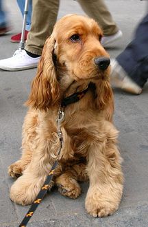 Znalezione obrazy dla zapytania cocker spaniel angielski