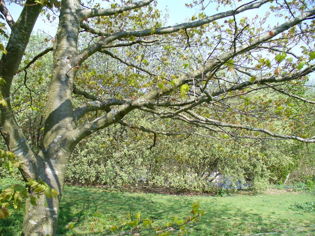 File:Copse with Pond, Monk's Lodge - geograph.org.uk - 408142.jpg