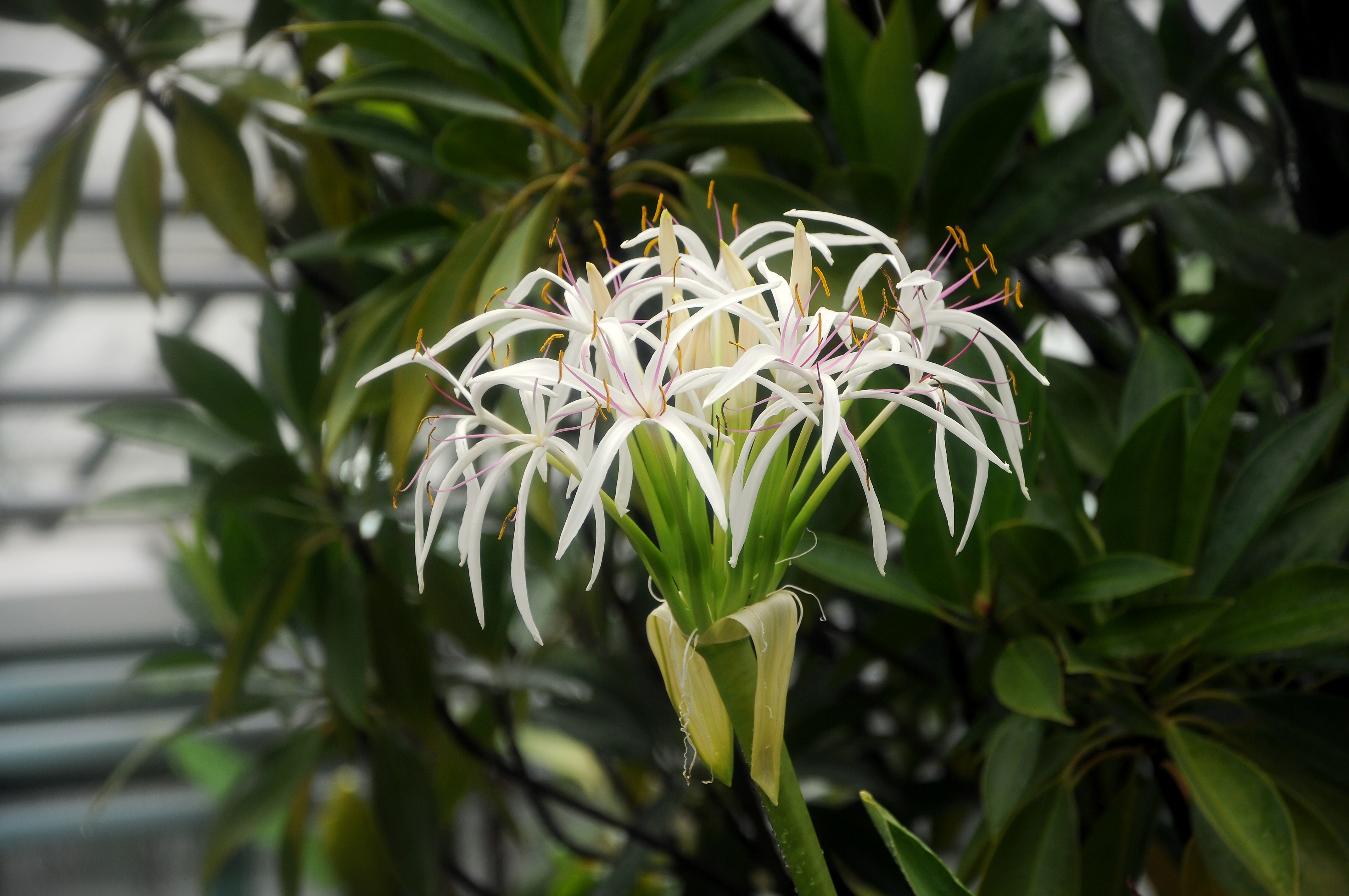 Crinum asiaticum