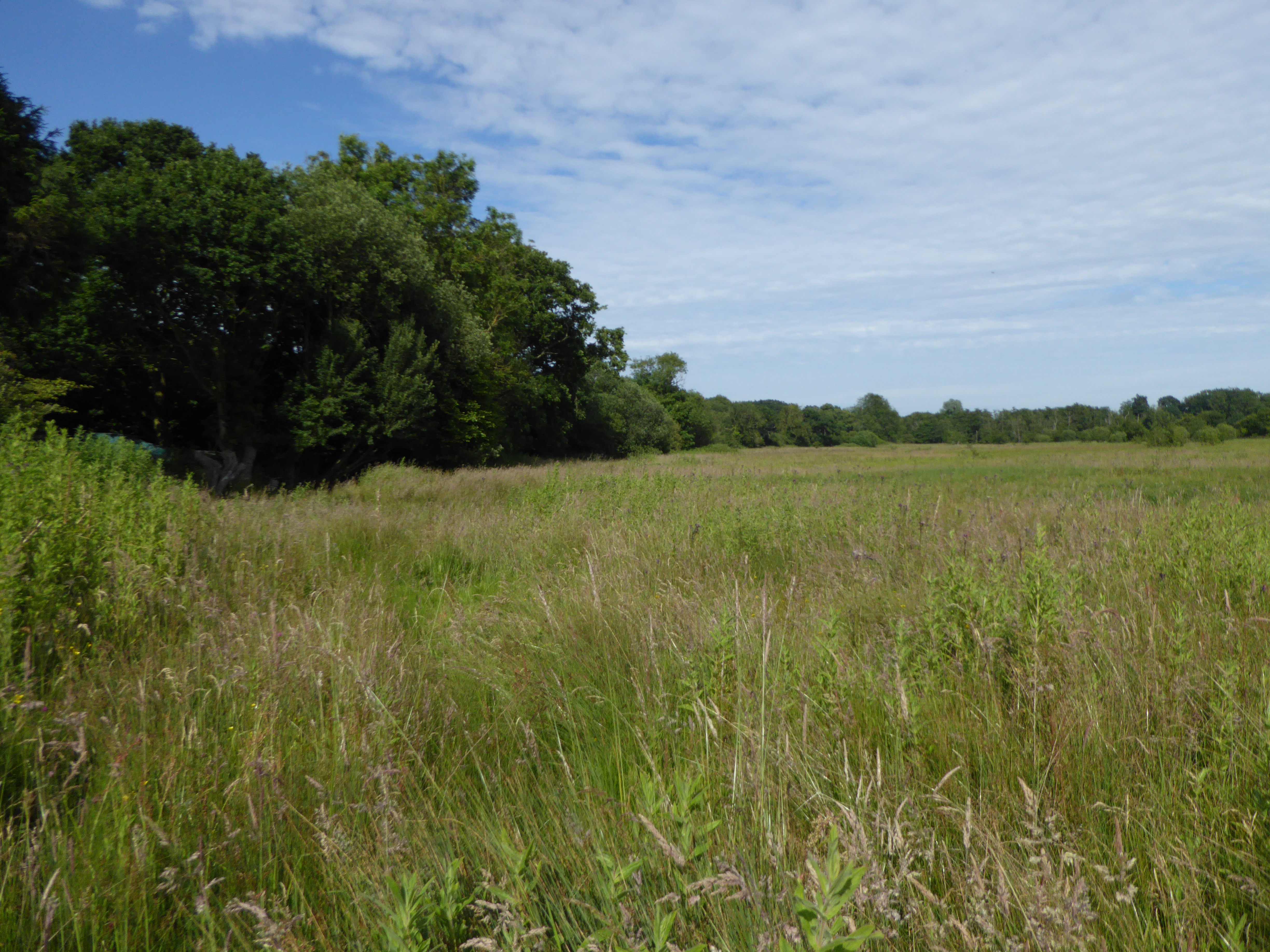 Crostwick Marsh